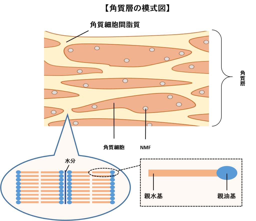 表皮の角質層の断面図