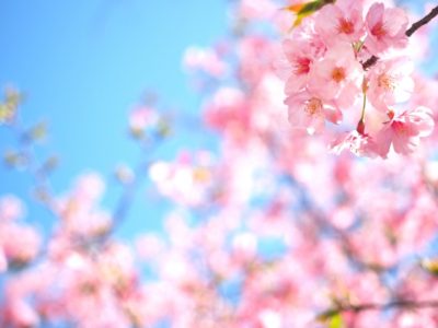 春の季節の代表である桜