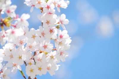 春の桜