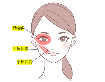 眼輪筋、大頬骨筋、小頬骨筋のイラスト