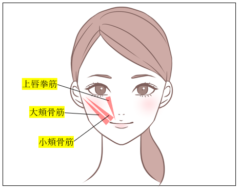大頬骨筋、小頬骨筋、上唇挙筋のイラスト