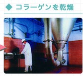 コラーゲンを乾燥させる様子