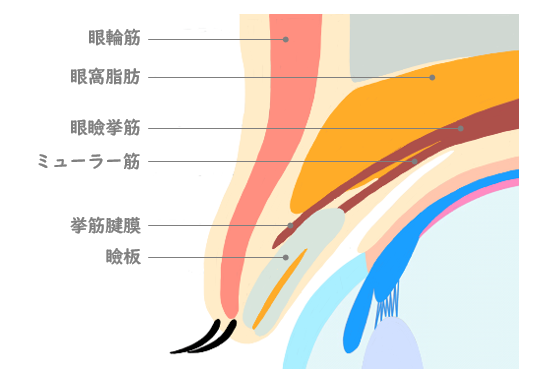 まぶたの構造と仕組みのイラスト