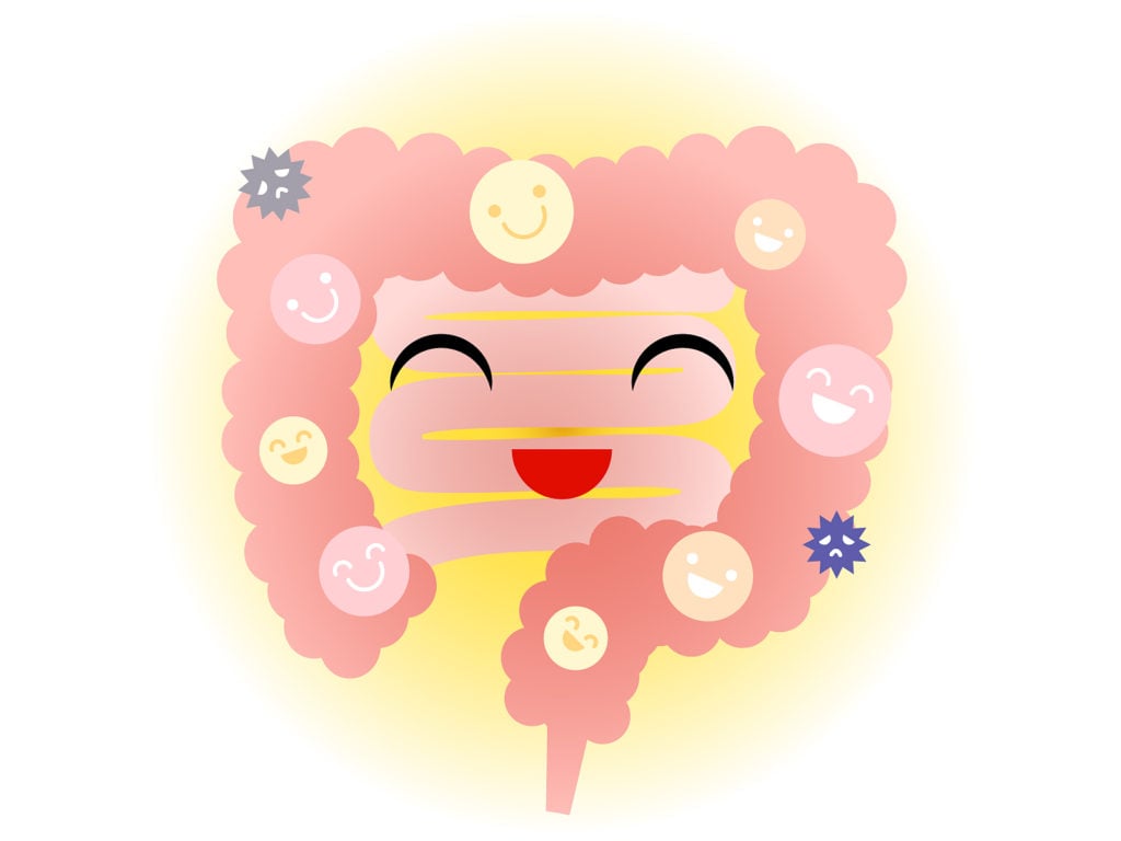 腸のイラスト