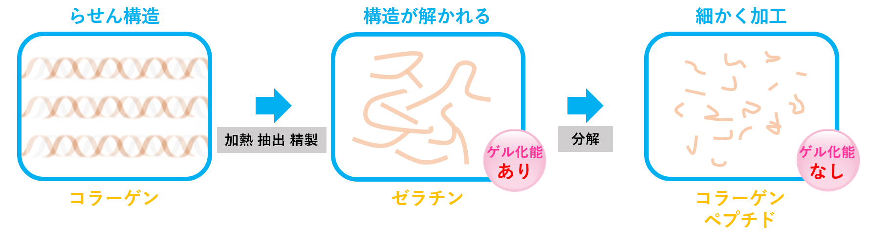 コラーゲン・ゼラチン・コラーゲンペプチドの関係を表した図