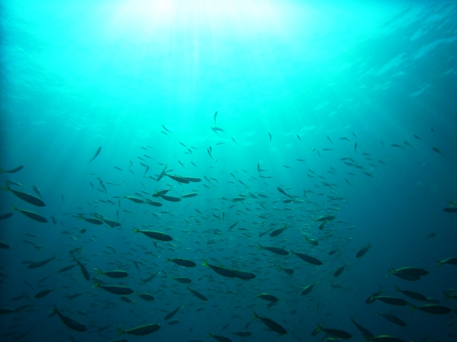 コラーゲンの元である魚のイメージ