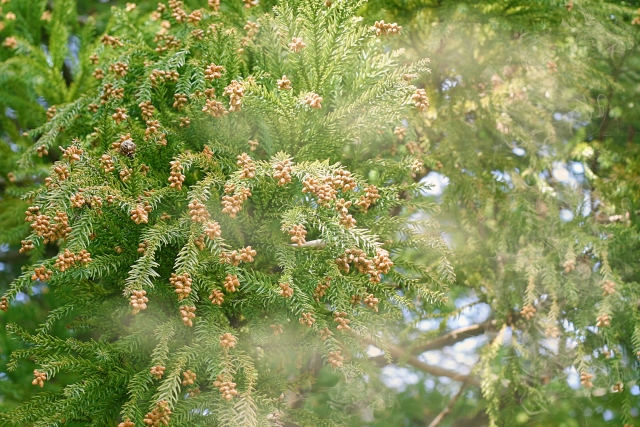 春の花粉症の原因となる花粉を持つスギ