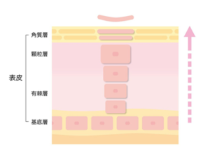 角質層のターンオーバーのイメージ
