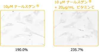 ナールスゲンとビタミンCの相乗効果
