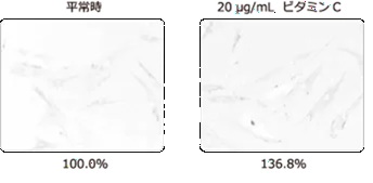 ビタミンCのコラーゲン産生効果