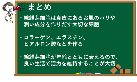 線維芽細胞の特徴やはたらきのまとめ