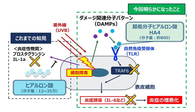 超低分子ヒアルロン酸（HA4）が、紫外線ダメージによるお肌の炎症悪化を抑制するメカニズム