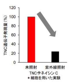 紫外線照射とテネイシンＣの発現量の関係の図