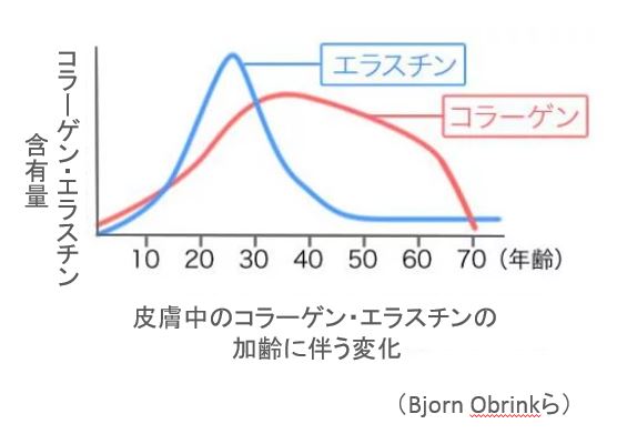 コラーゲン、エラスチン産生量の加齢に伴う変化の図