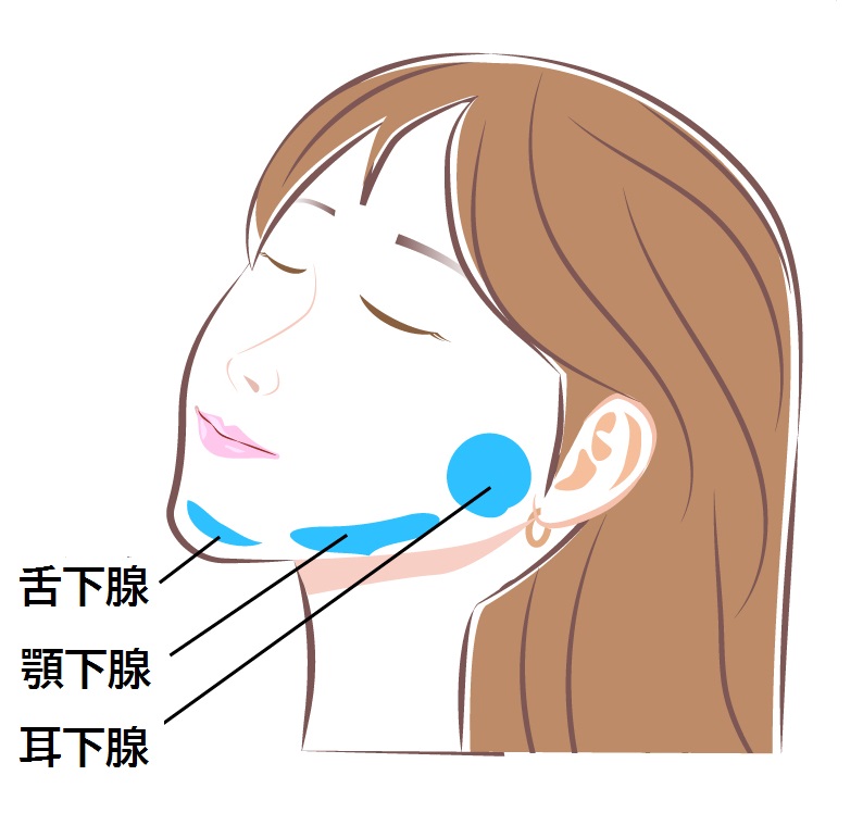 唾液腺の場所を示すイラスト