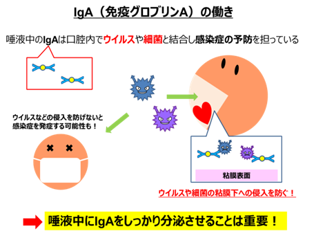 IgAのはたらきを示すイラスト