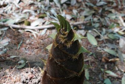 4月が旬の野菜のたけのこ