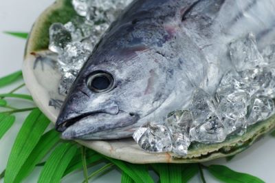 4月が旬の魚のカツオ