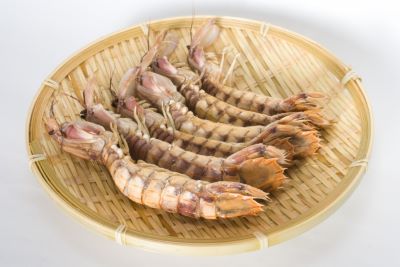 4月が旬の魚介類のシャコ