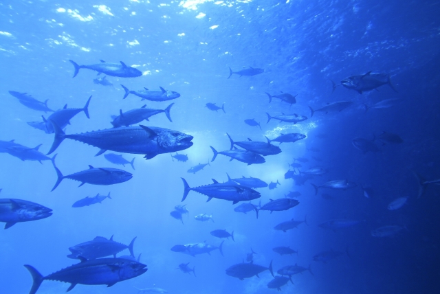 天然魚のまぐろ