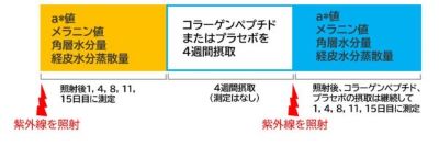 「コラーゲンペプチドの紫外線ダメージの軽減効果」に関する研究のプロトコール図