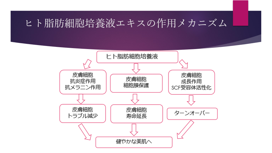 ヒト脂肪細胞培養液エキスの作用メカニズムを表す図