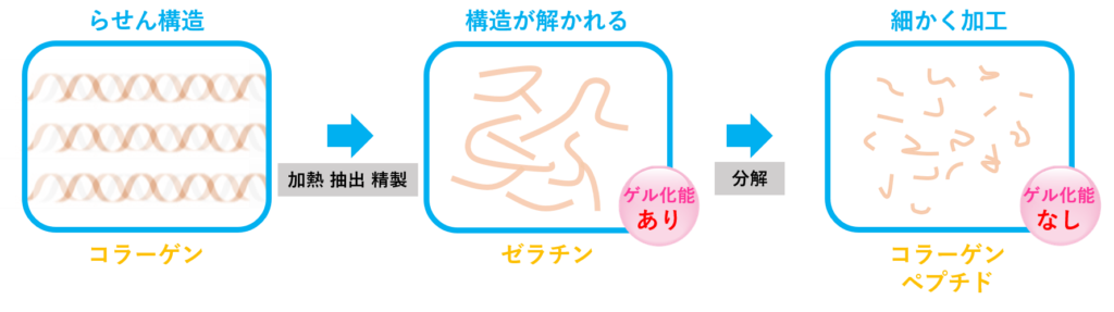 コラーゲン・ゼラチン・コラーゲンペプチドの関係の図