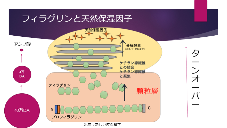 プロフィラグリンの変化を表した図
