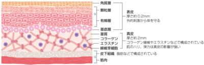 皮膚の断面図
