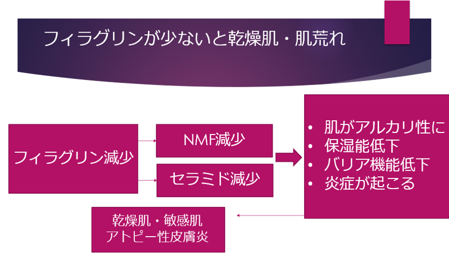 フィラグリンが減少することによる肌への影響の図