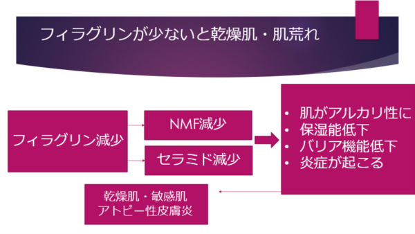 フィラグリンが減少することによる肌への影響の図