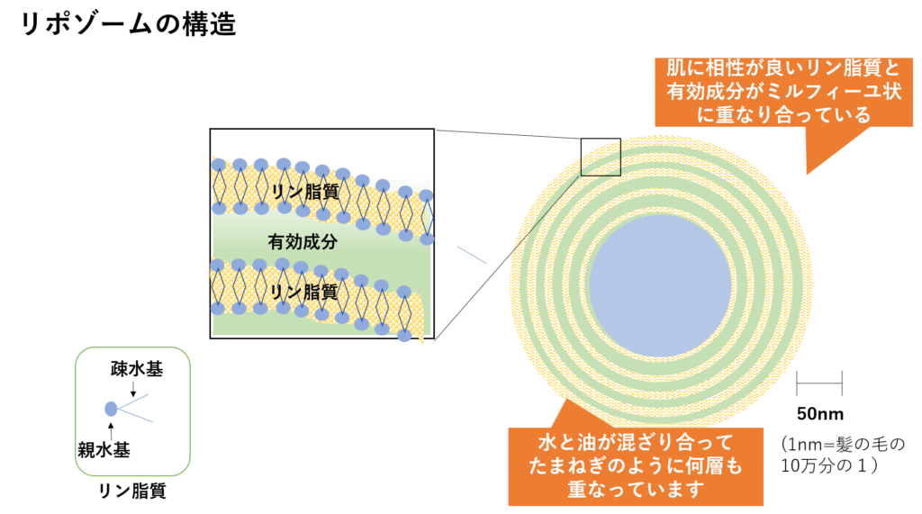 リポソームの構造図