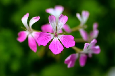ゼラニウムの花