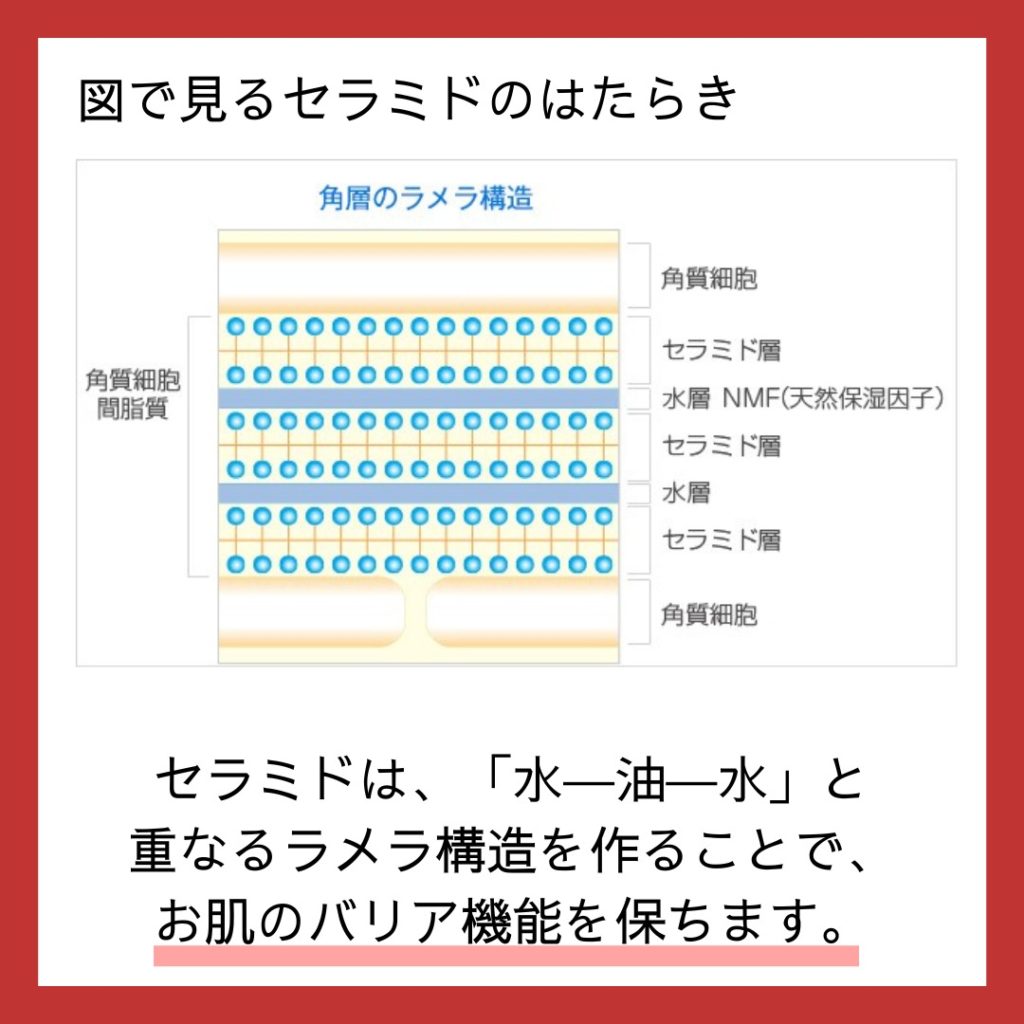 肌の中のセラミド