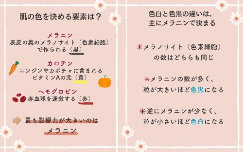 メラニンの量で肌色が決まる説明