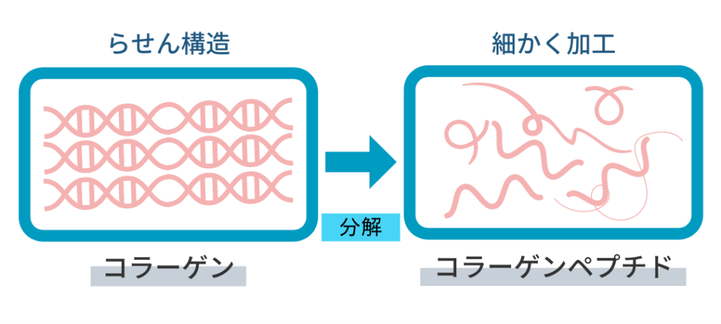 コラーゲンペプチドの説明