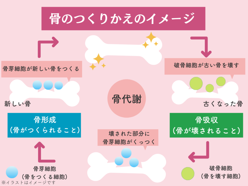 骨の代謝を表した図