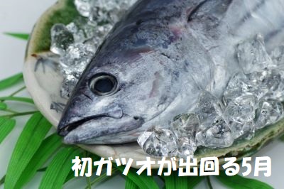 5月に旬の初ガツオ