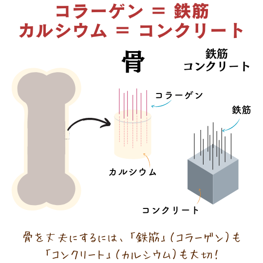 コラーゲンとカルシウムの例え