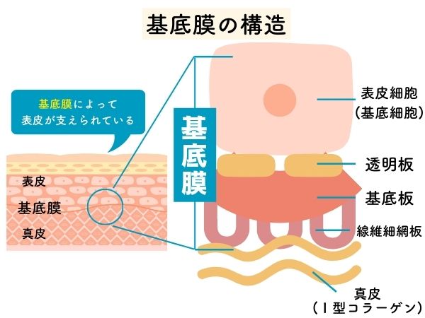 基底膜の構造