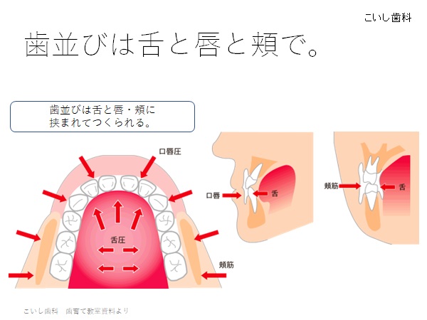 歯並びが舌と唇と頬でつくられることを示す写真