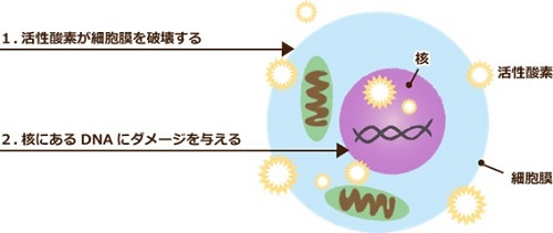 紫外線による肌ダメージを表した図