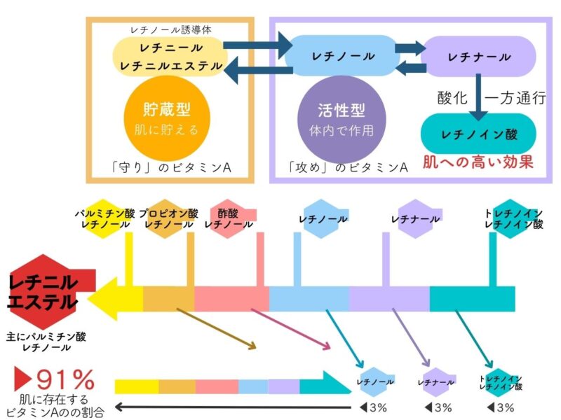 レチノールの変化