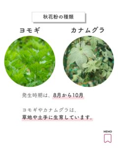 秋花粉のヨモギとカナムグラ