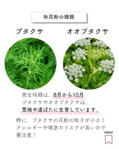 秋花粉のブタクサとオオブタクサ