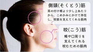 側頭筋と咬筋の場所