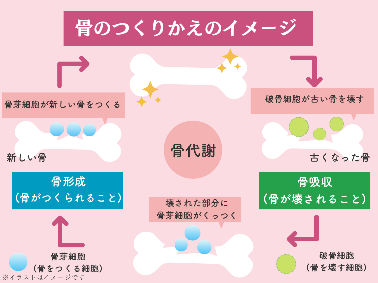骨の代謝の図