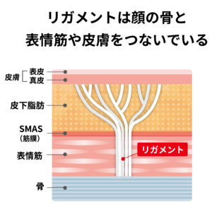 リガメントの構造