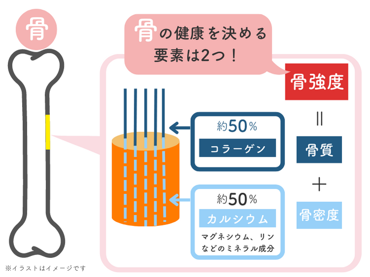 骨の構造の図