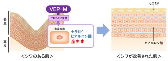 VEP-Mによるシワ改善メカニズム